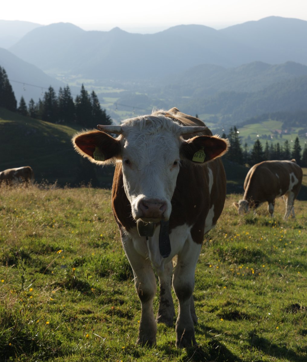 Cow